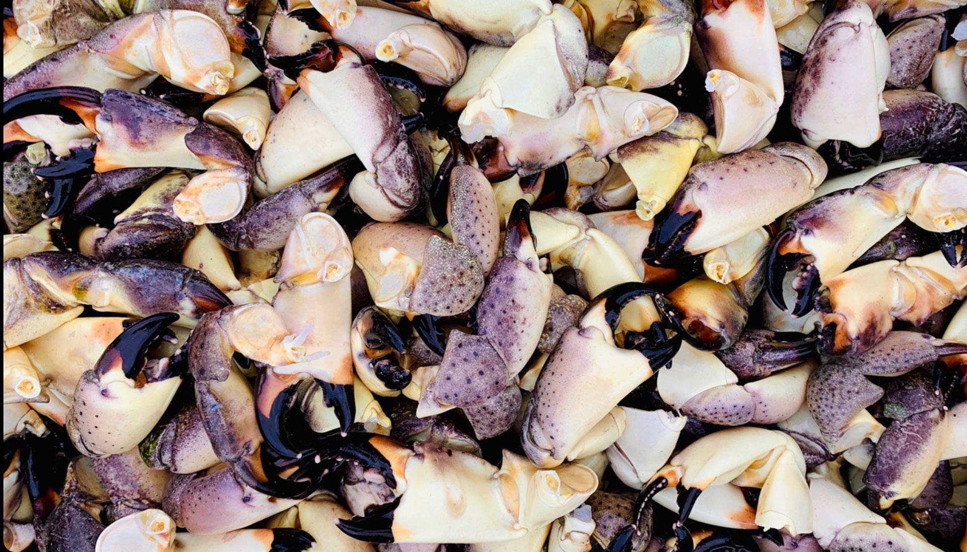 Stone crab claws ready to eat