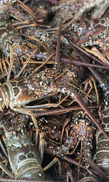 Fresh Florida Keys spiny lobster