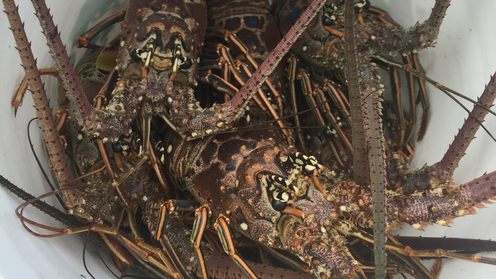 Premium Seafood Delivered Fresh