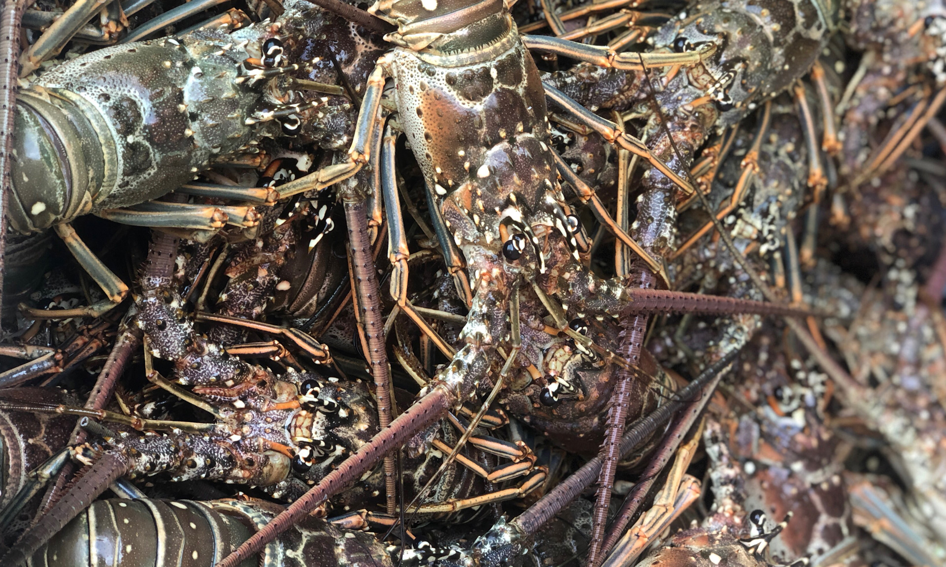 Fresh From the Florida Keys
